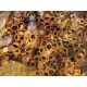 Bumble Bee Nesting Box